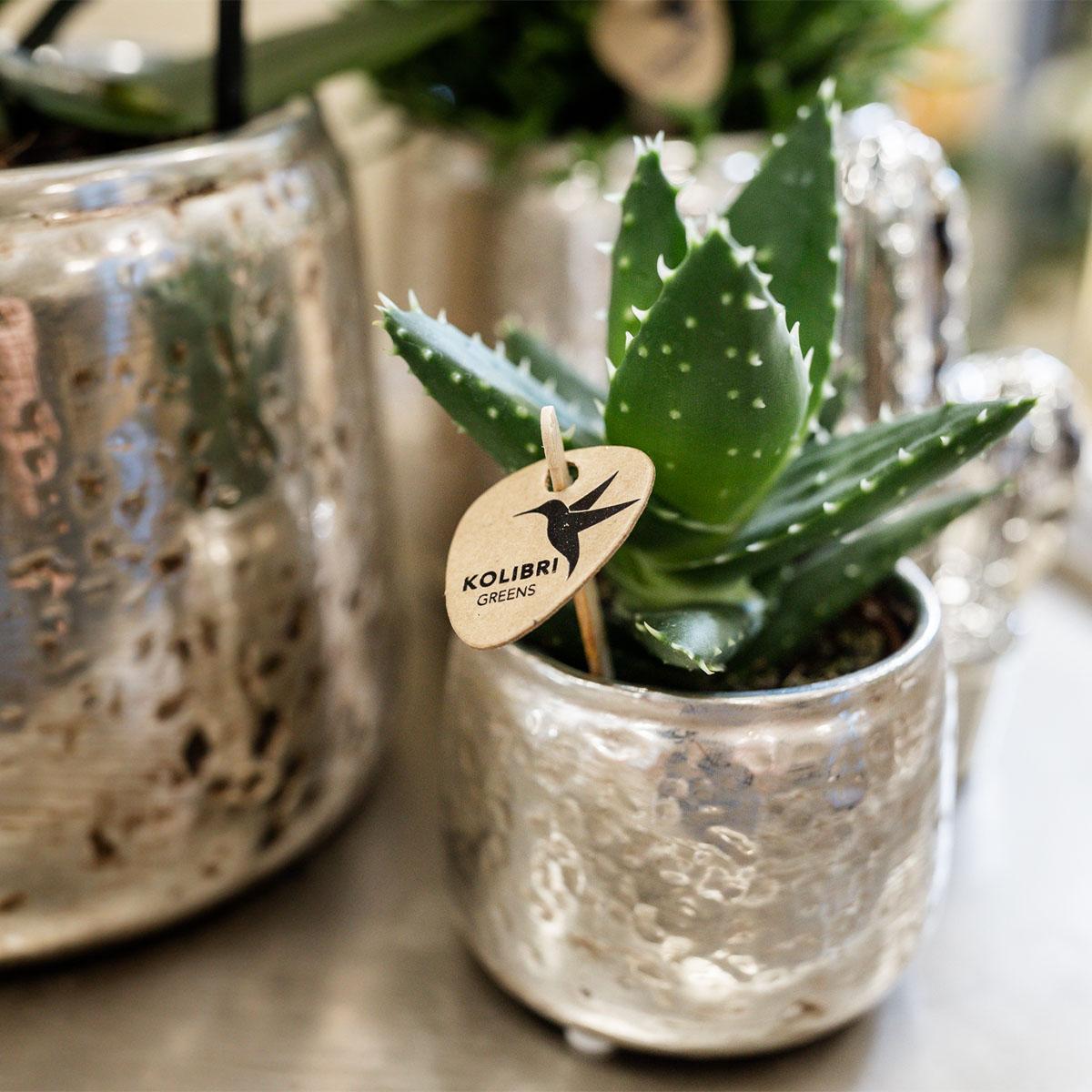 Luxuriöser Blumentopf – Goldener Keramiktopf Ø6cm – Eleganter Ziertopf für Pflanzen – Hochglanz-Dekoration für Wohnzimmer & Büro