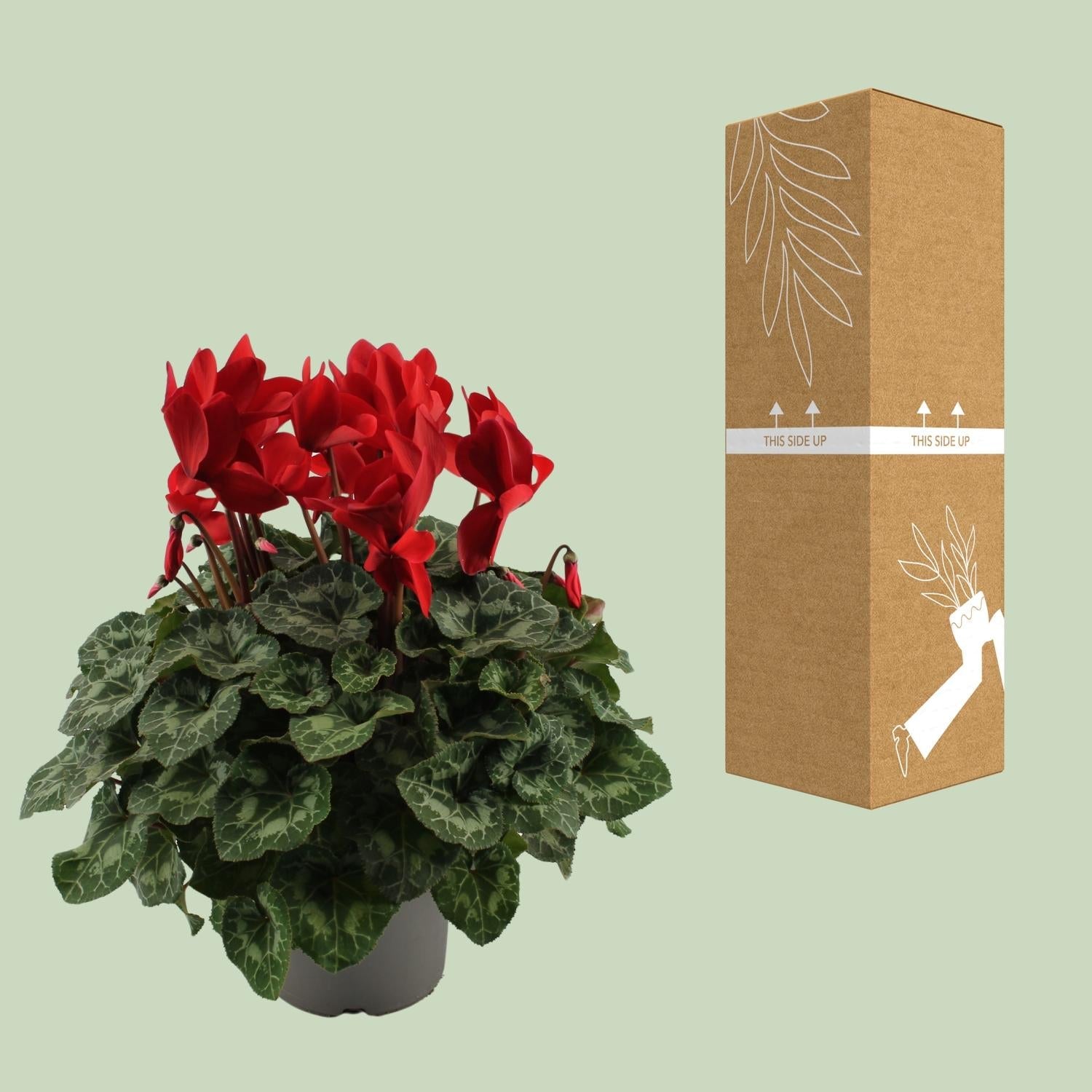 Alpenveilchen Rot – Cyclamen Pflanze – Ø17cm – ↕40cm – Blühende Zimmerpflanze mit dekorativen herzförmigen Blättern – Farbakzent für Wohnzimmer & Büro