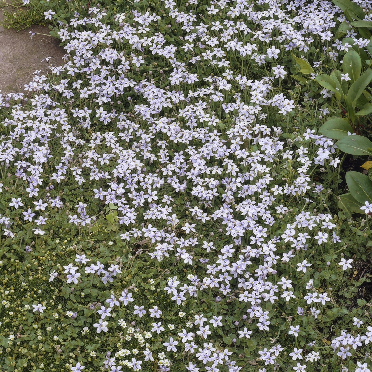 Isotoma fluviatilis – Blauer Sternteppich – 24 Pflanzen – Ø9cm – ↕10–25cm – Bodendecker mit blauen Blüten – Für Sonne & Halbschatten – Ideal für Trittsteine & Teichränder