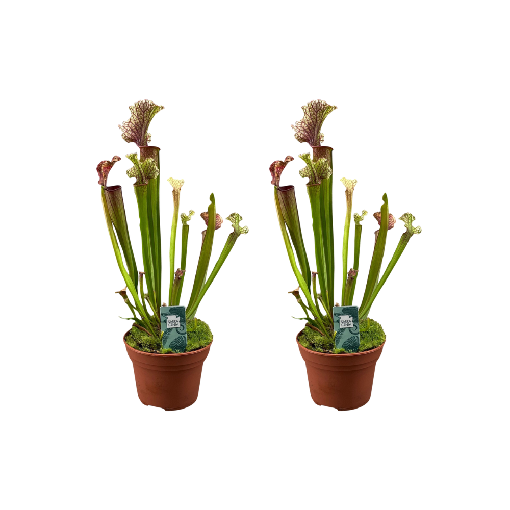 Schlauchpflanze Judith Hindle – 2 Pflanzen – Sarracenia – Ø12cm – ca. 30cm hoch – Fleischfressende Pflanze mit farbigen Schläuchen – Exotisch, pflegeleicht & insektenfangend
