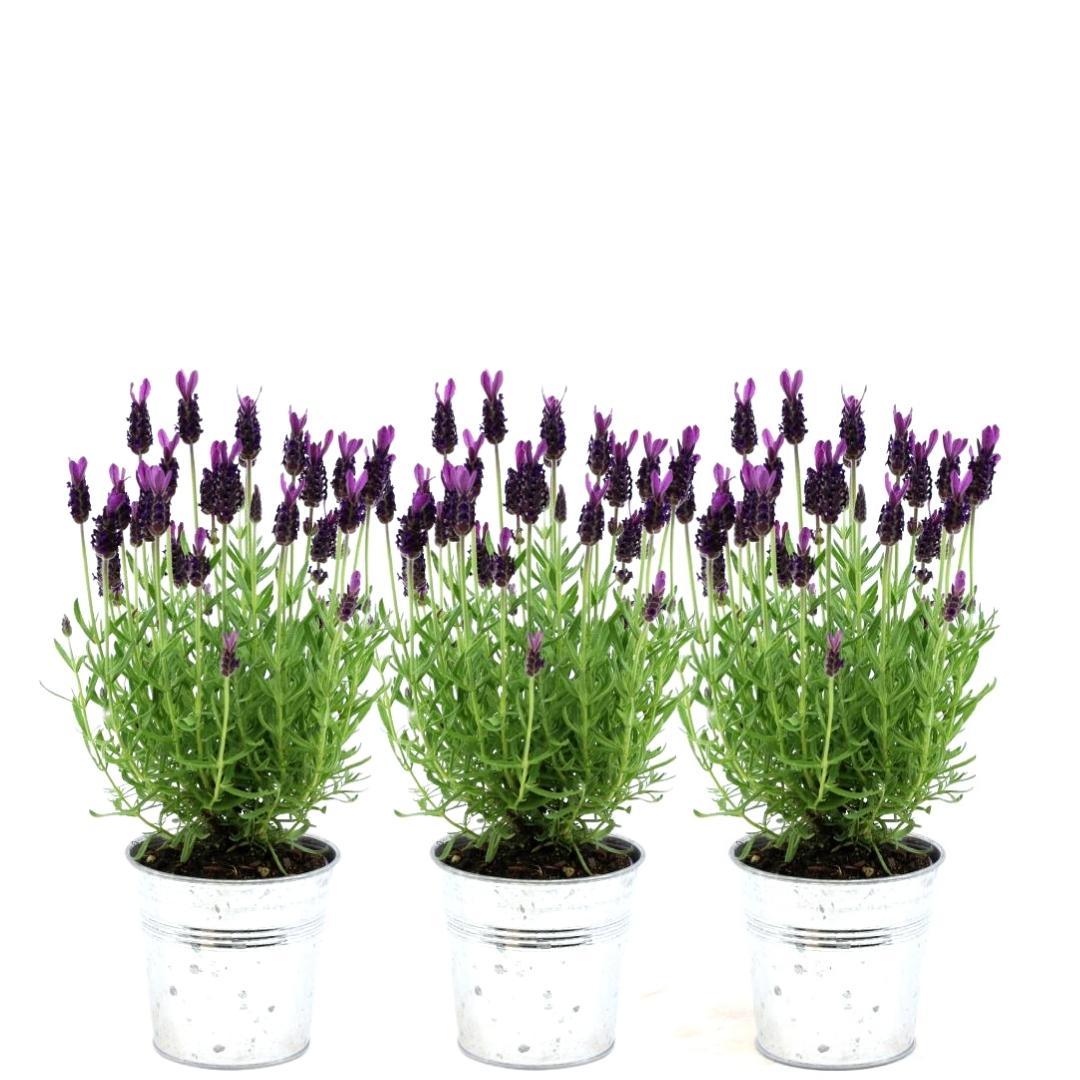 Französischer Lavendel Lavandula stoechas Anouk – 3 Pflanzen im Dekotopf „Old Look“ – Ø13cm Topf – Winterharter Schopflavendel mit violetten Blüten – Duftende Lavendelpflanze für Balkon, Terrasse & Garten