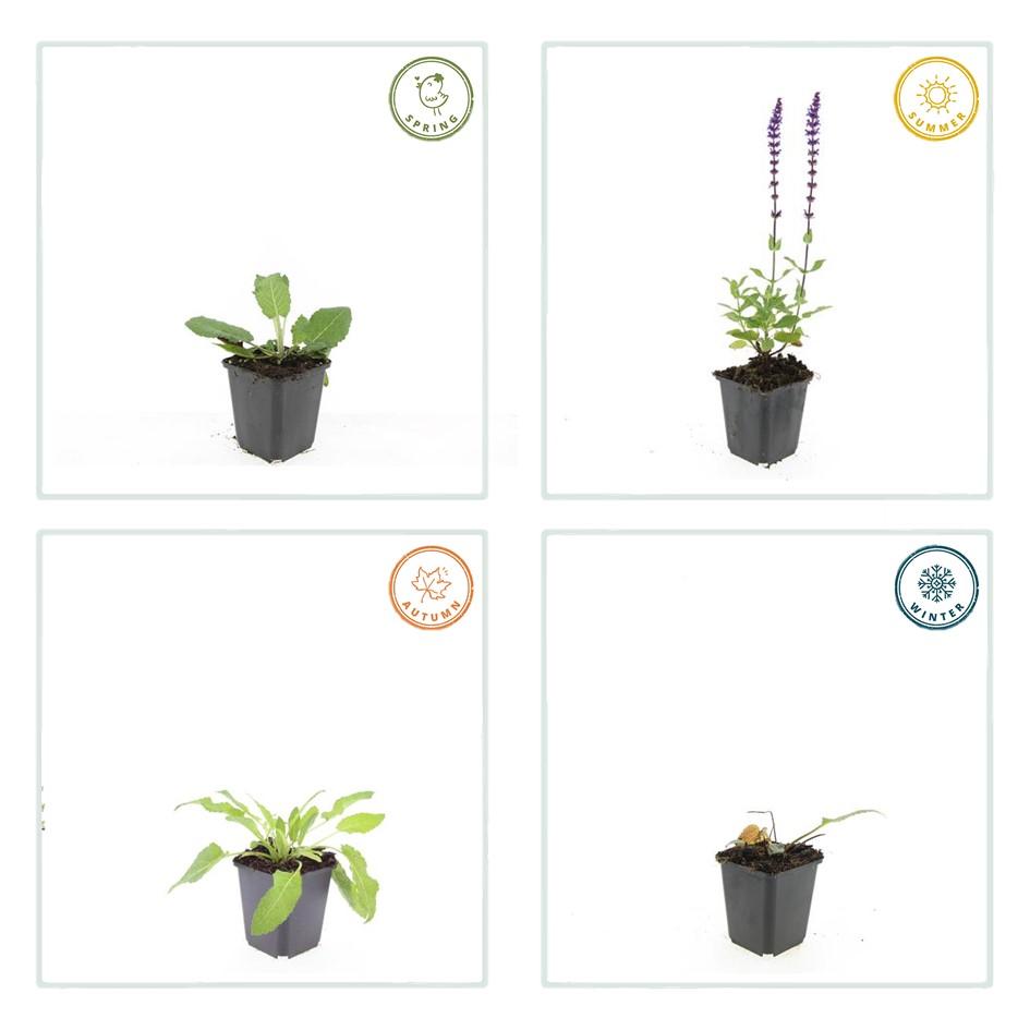 Blüten-Salbei Salvia nemorosa 'Mainacht' – ↕10-25cm – Ø9cm – 60 Pflanzen – Staude mit intensiv blauen Blütenähren – Bienenfreundlich, winterhart & pflegeleicht