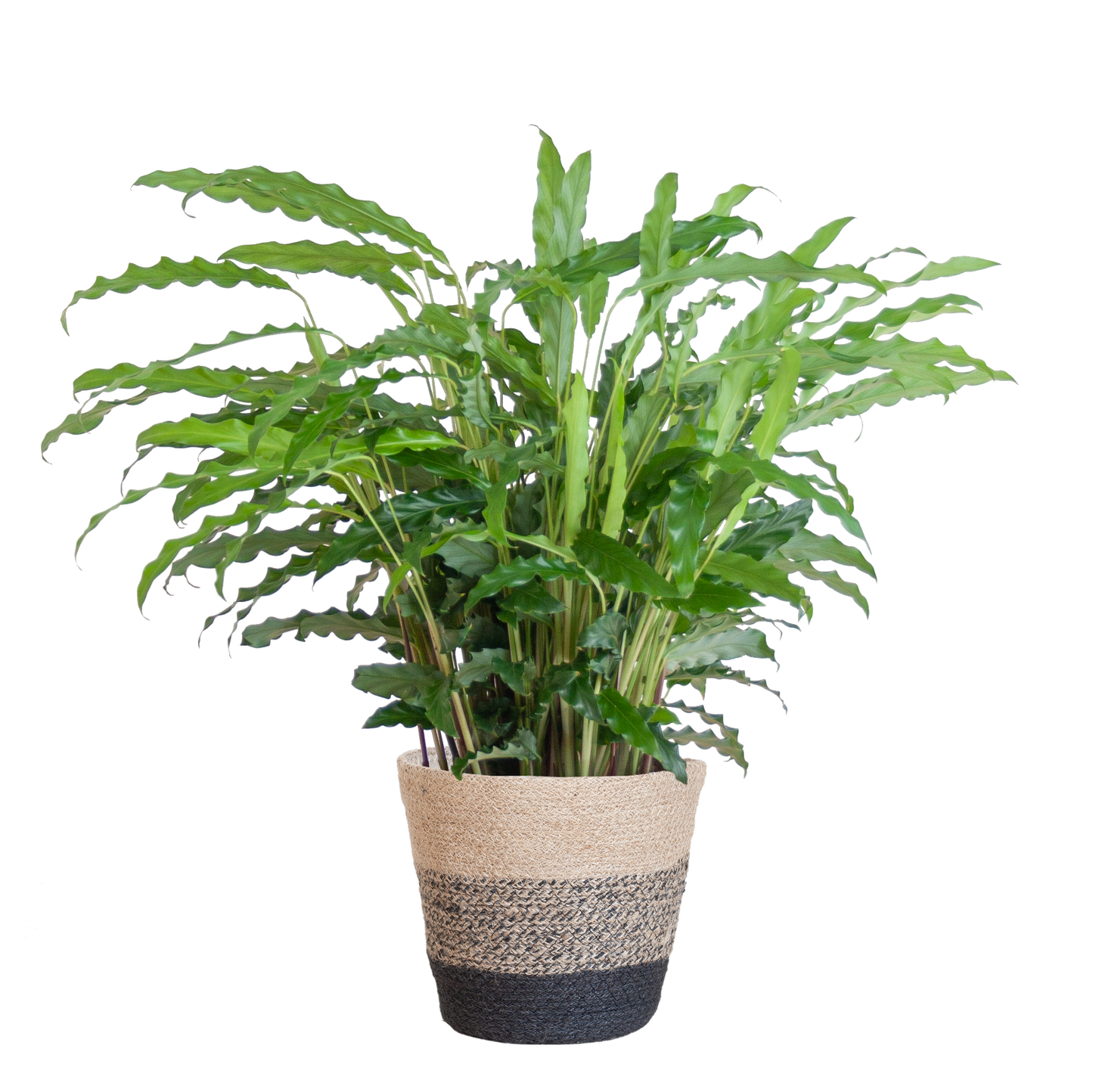 Calathea Rufibarba mit Korb Lissabon – Samt-Calathea – Zimmerpflanze – Ca. 55 cm hoch – Ø17 cm – Luftreinigend & pflegeleicht – Nachhaltiger Jutekorb