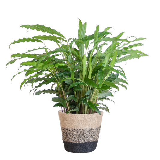 Calathea Rufibarba mit Korb Lissabon – Samt-Calathea – Zimmerpflanze – Ca. 55 cm hoch – Ø17 cm – Luftreinigend & pflegeleicht – Nachhaltiger Jutekorb