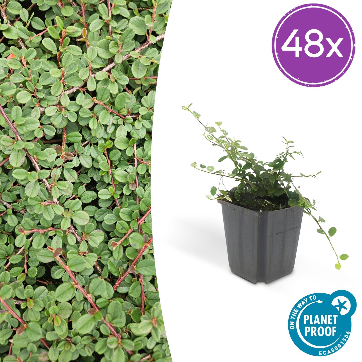 Cotoneaster prostratus 'Queen of Carpets' – Flacher, robuster Bodendecker – 48 Pflanzen – ↕10–25cm – Ø9cm – Weiße Blüten & rote Herbstbeeren – Winterhart & pflegeleicht