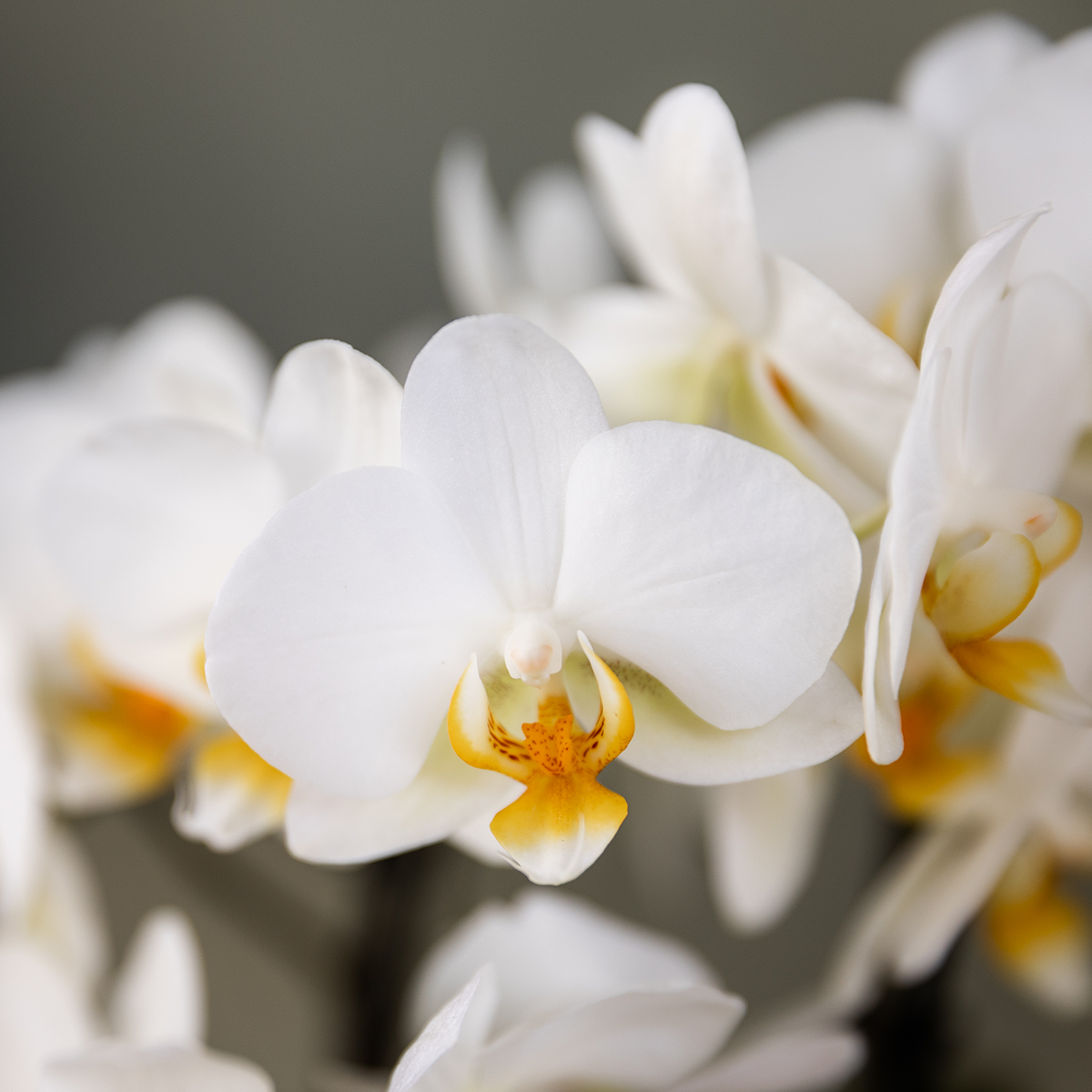 Orchideen Überraschungsbox – 2 Orchideen 9 cm, Pflanzen-Vorteilsbox, frische Lieferung direkt vom Züchter