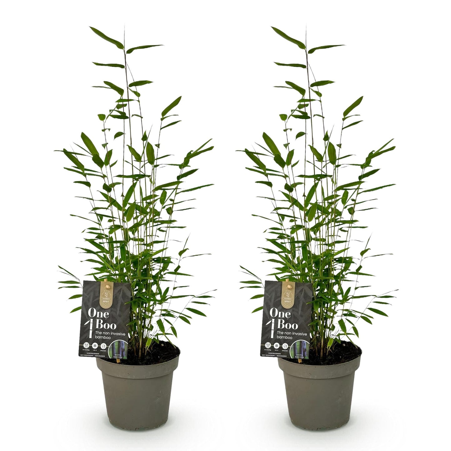 GreenboutiQ - Bambus - Fargesia Black Dragon - Grün - 2 Pflanzen - Immergrün - Nicht Ausbreitend - Topf 14cm Höhe 35cm