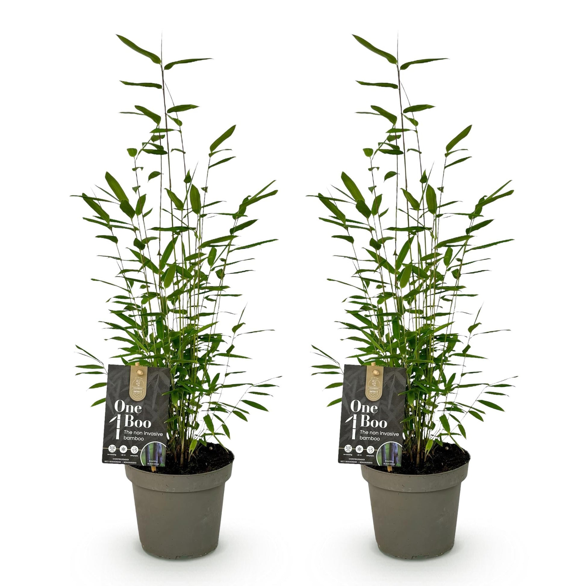GreenboutiQ - Bambus - Fargesia Black Dragon - Grün - 2 Pflanzen - Immergrün - Nicht Ausbreitend - Topf 14cm Höhe 35cm