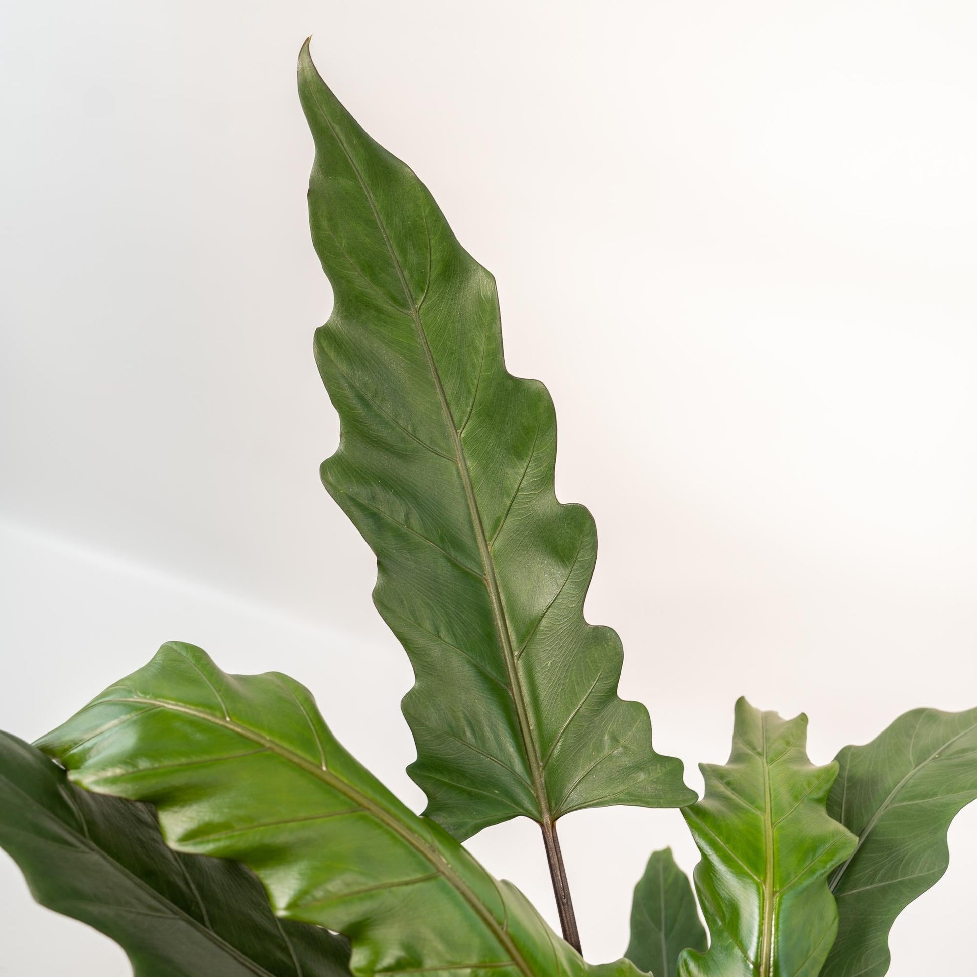 Alocasia Lauterbachiana – Pfeilblatt – Zimmerpflanze – Ø19 cm – ↕80 cm – Mit Korb Selin – Elefantenohr – Luftreinigend – Pflegeleicht