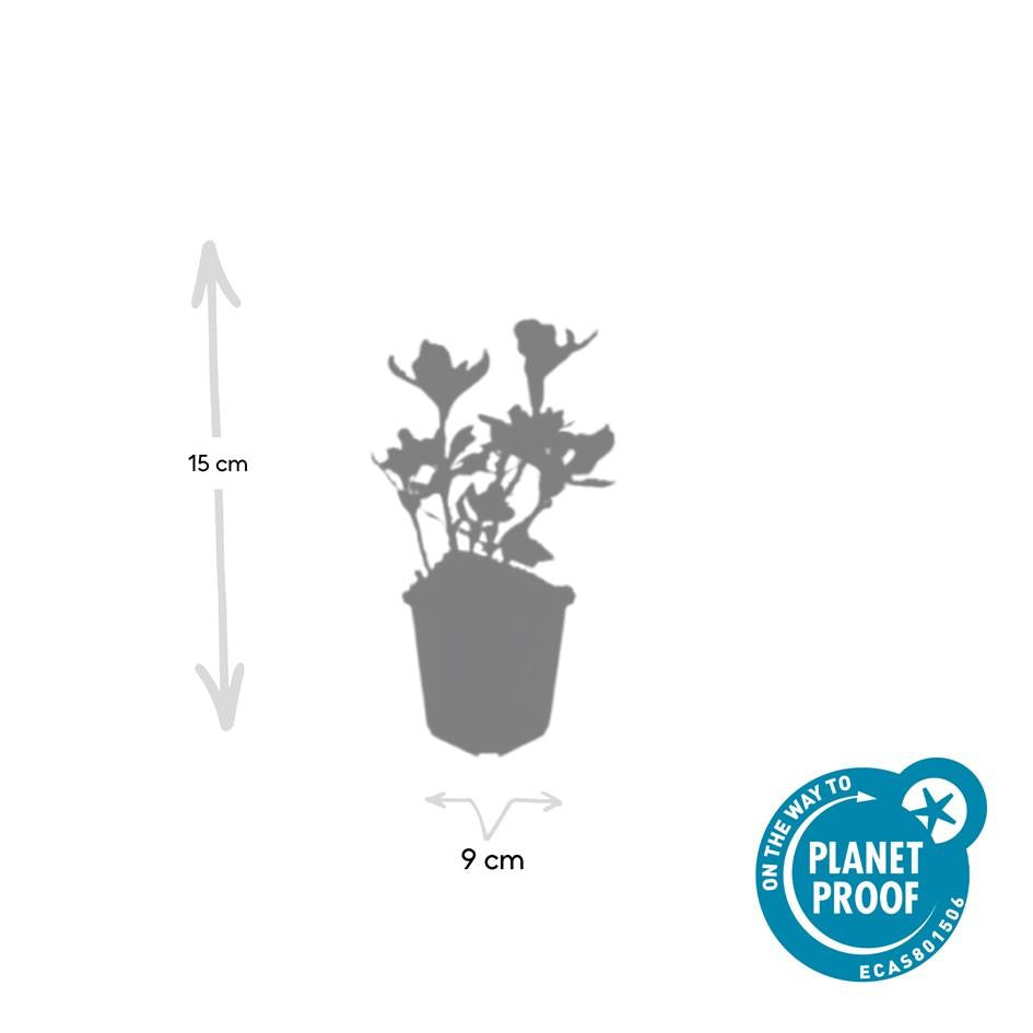 Pachysandra terminalis 'Variegata' – 24 Pflanzen – ↕10-25 cm – Ø9 cm – Immergrüner Bodendecker – Winterhart – Schattengarten – Buntes Laub