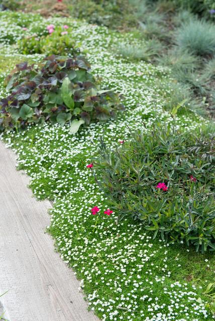 Pfriemen-Mastkraut - Sagina subulata - ↕10-25cm - Ø9cm - 12 Pflanzen - Trittfest, winterhart & pflegeleicht - Für Fugen, Beete & Rasenersatz