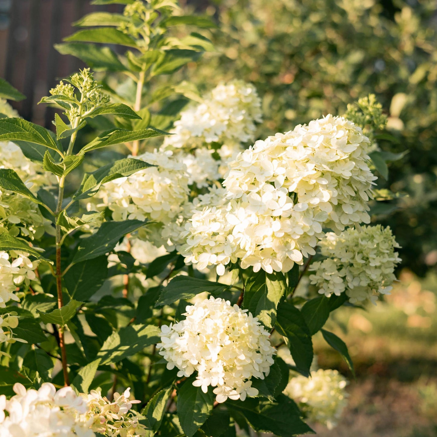 Rispenhortensie – Hydrangea panniculata Limelight – Blüte Limonengrün-Cremeweiß – 3 Pflanzen für 1m² – Laubabwerfend – Große Blüten – 17cm – Höhe ca. 50cm