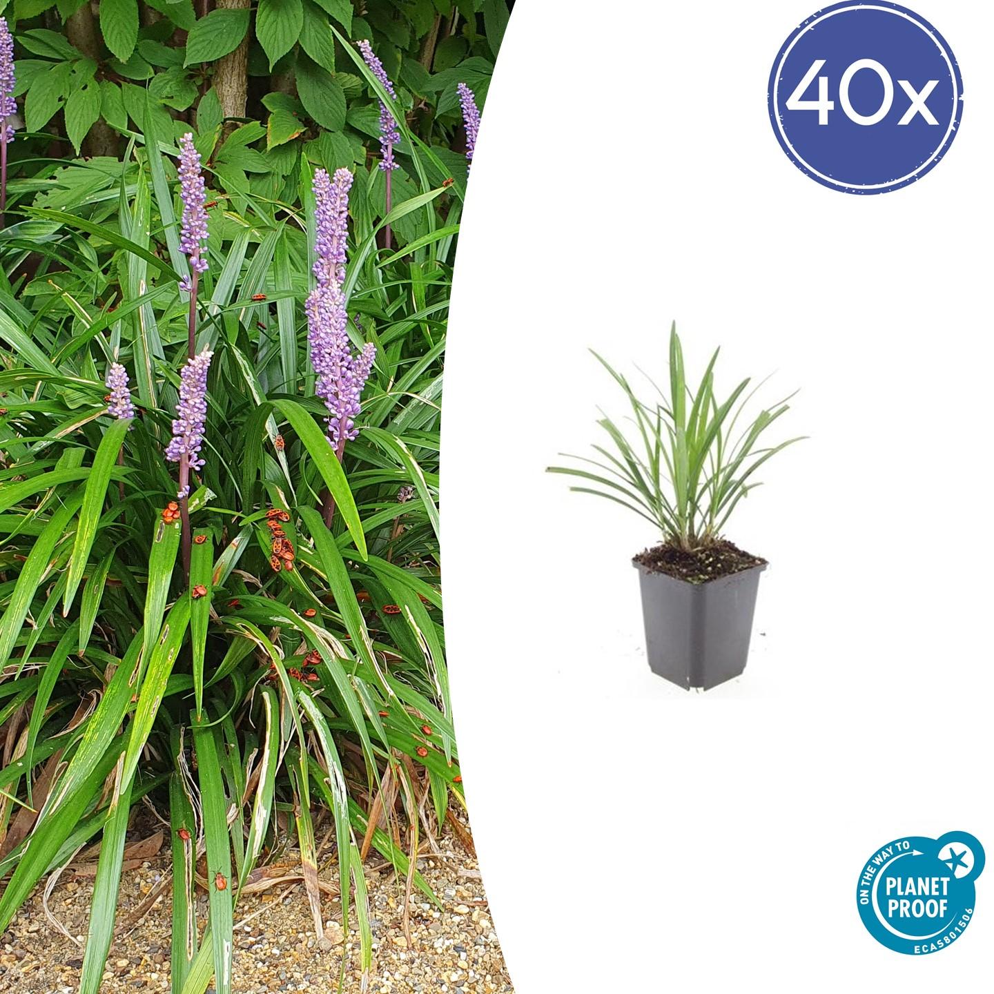 Lilientraube Liriope muscari 'Ingwersen' – ↕10-25cm – Ø9cm – 40 Pflanzen – Immergrüner Bodendecker, Violette Blüten, Pflegeleicht, Winterhart, Für Sonne & Schatten