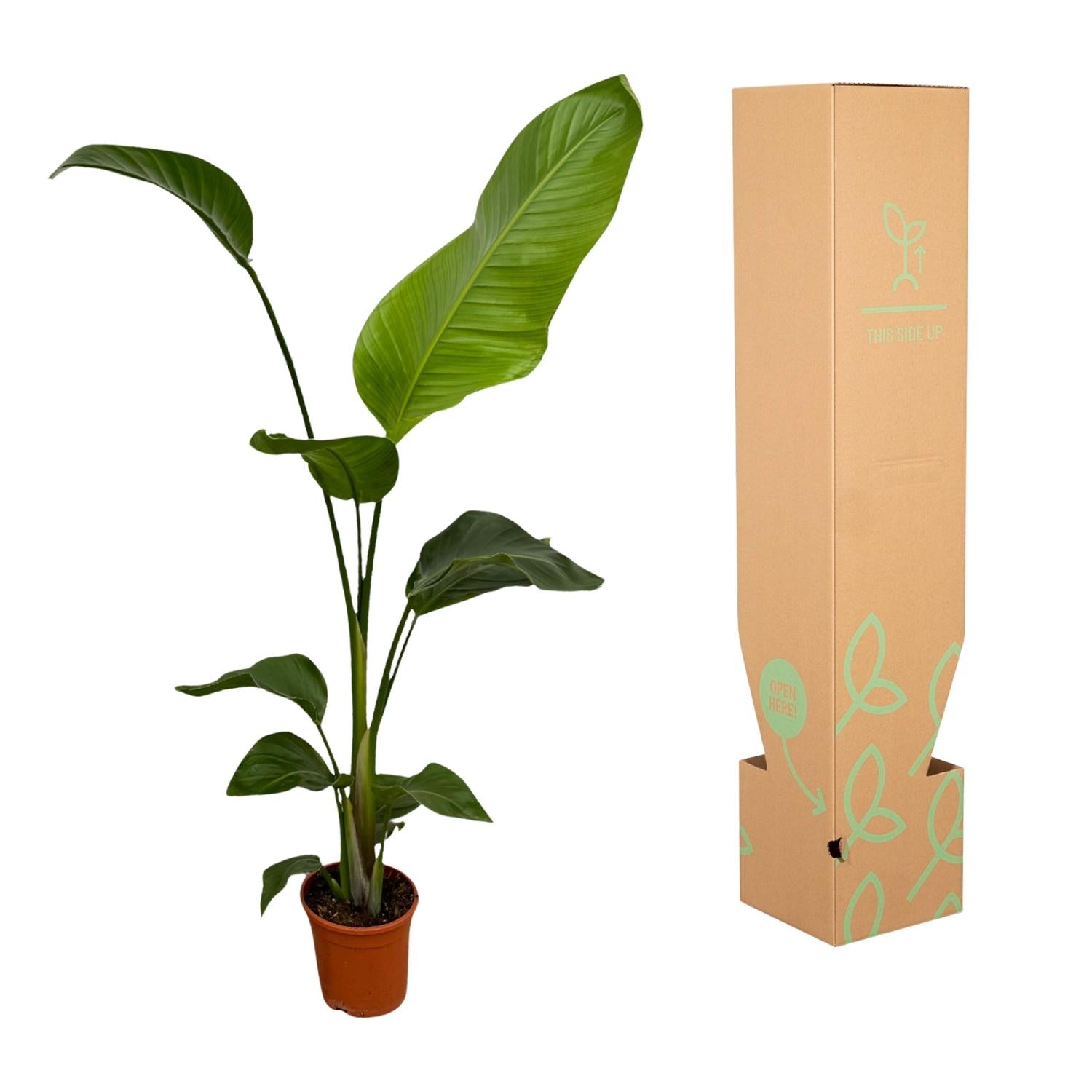 Weißer Paradiesvogel – Strelitzia Nicolai – Zimmerpflanze – Ø17cm – ca. 100 cm hoch – Exotisches Grün für Innenräume - 2 Pflanzen