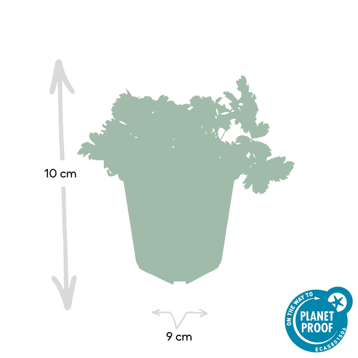 Waldsteinia ternata – Bodendecker Ø9cm – Höhe 10-25cm – Gelbe Blüten im Frühling – Pflegeleichte Gartenpflanze für Sonne & Schatten – 48 Pflanzen
