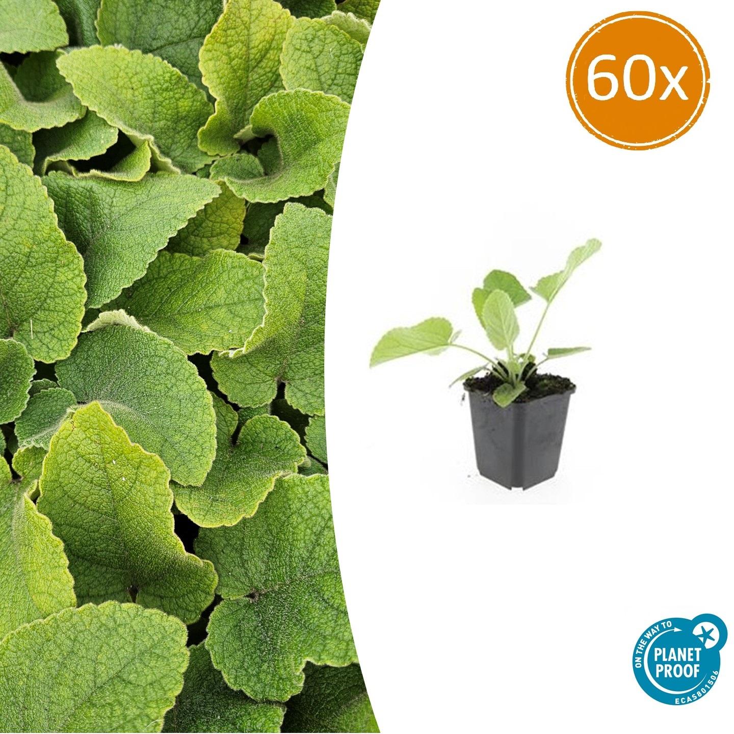 Russel-Brandkraut Phlomis russeliana – ↕10-25cm – Ø9cm – 60 Pflanzen – Staude – Winterhart – Bienenfreundlich – Gelbe Blüten