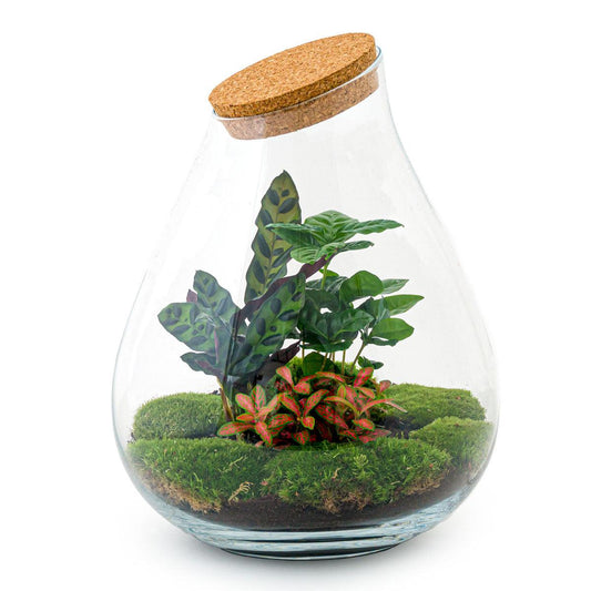 Flaschengarten Drop XL – Rot – Do-it-yourself Terrarium mit Korkdeckel – Ø29 cm x H37 cm – DIY-Pflanzset mit Coffea Arabica, Calathea & Fittonia – Autarkes Ökosystem – Nachhaltiges Geschenk
