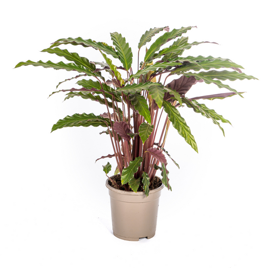 Korbmarante Calathea Rufibarba – Ø17 cm – ca. 40–50 cm hoch – Zimmerpflanze mit samtigen, welligen Blättern – Für Wohnzimmer & Büro
