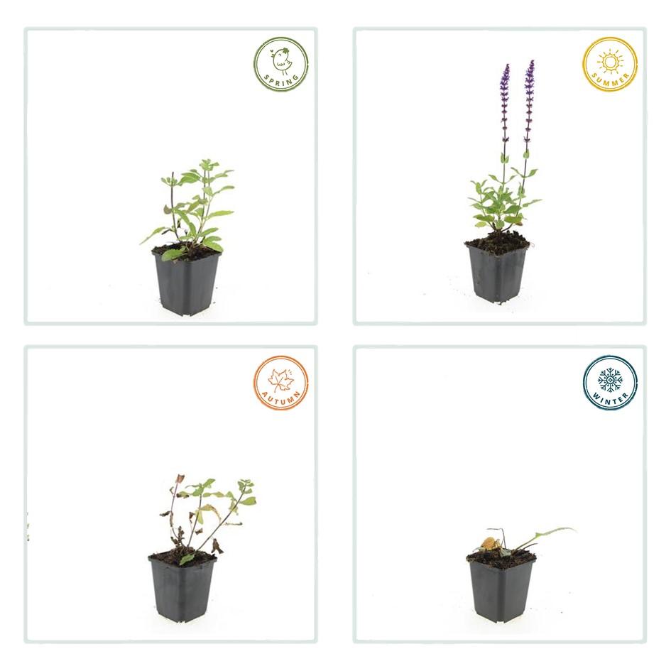 Blüten-Salbei Salvia nemorosa 'Caradonna' – ↕10-25cm – Ø9cm – 60 Pflanzen – Staude mit violetten Blütenkerzen & dunklen Stängeln – Bienenfreundlich, trockenheitstolerant & pflegeleicht