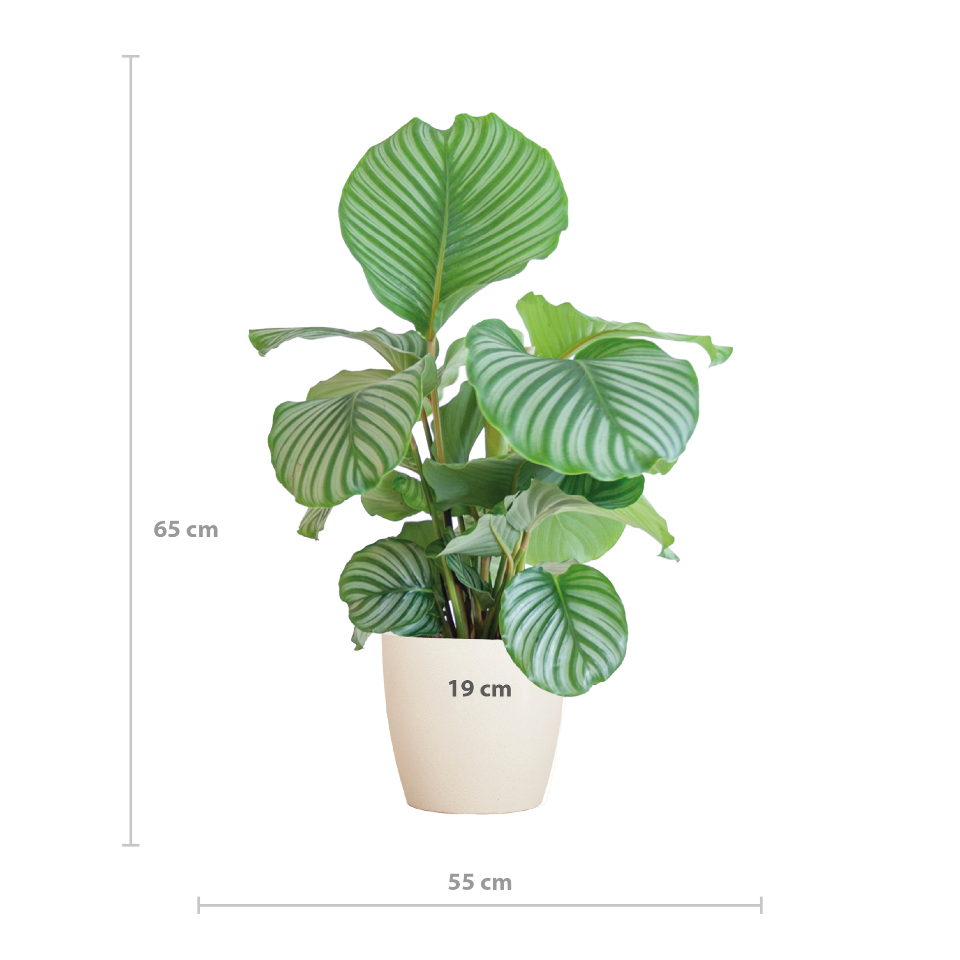 Korbmarante Calathea Orbifolia – Zimmerpflanze 65cm – Ø21cm – Luftreinigend – Inklusive biologisch abbaubarem Viber-Topf Weiß – Exotische Zimmerpflanze mit mintgrünen Blättern