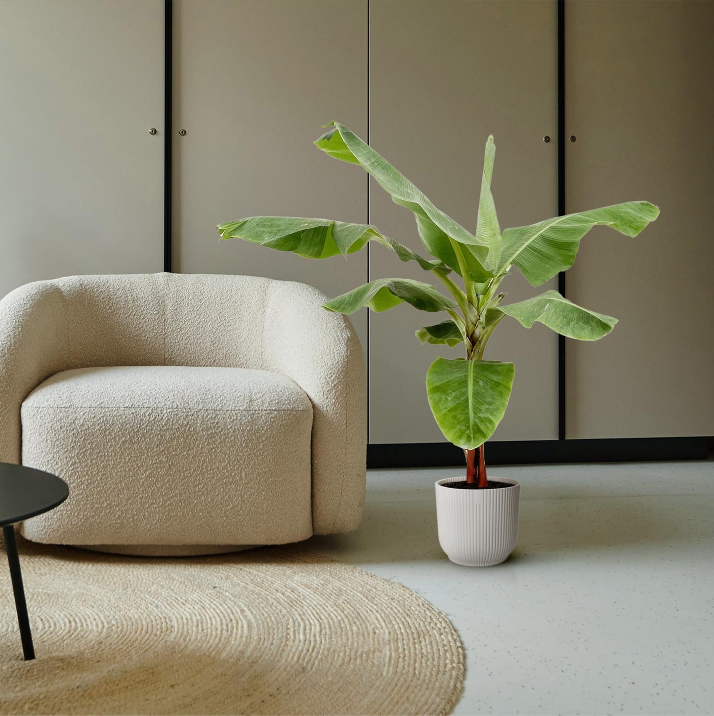 Bananenpflanze – Musa – ca. 160 cm hoch – Ø30 cm – tropische Zimmerpflanze – große grüne Blätter – dekorativ & pflegeleicht