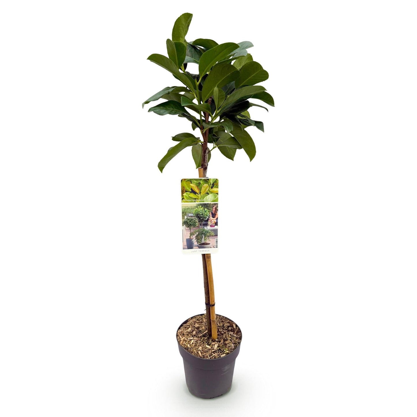 Kirschlorbeer - Prunus laurocerasus Etna – Stamm-Pflanze – Immergrün – Höhe ca. 90 cm – Topf Ø19 cm – Pflegeleicht – Für Terrasse, Balkon & Garten – Dekorativ & robust