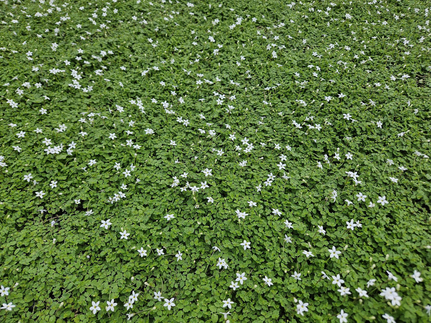 Weisser Bubikopf Isotoma fluviatilis 'Alba' – ↕10-25cm – Ø9cm – 60 Pflanzen – Bodendecker mit weißen Blüten, Halbschatten, Winterhart, Pflegeleicht
