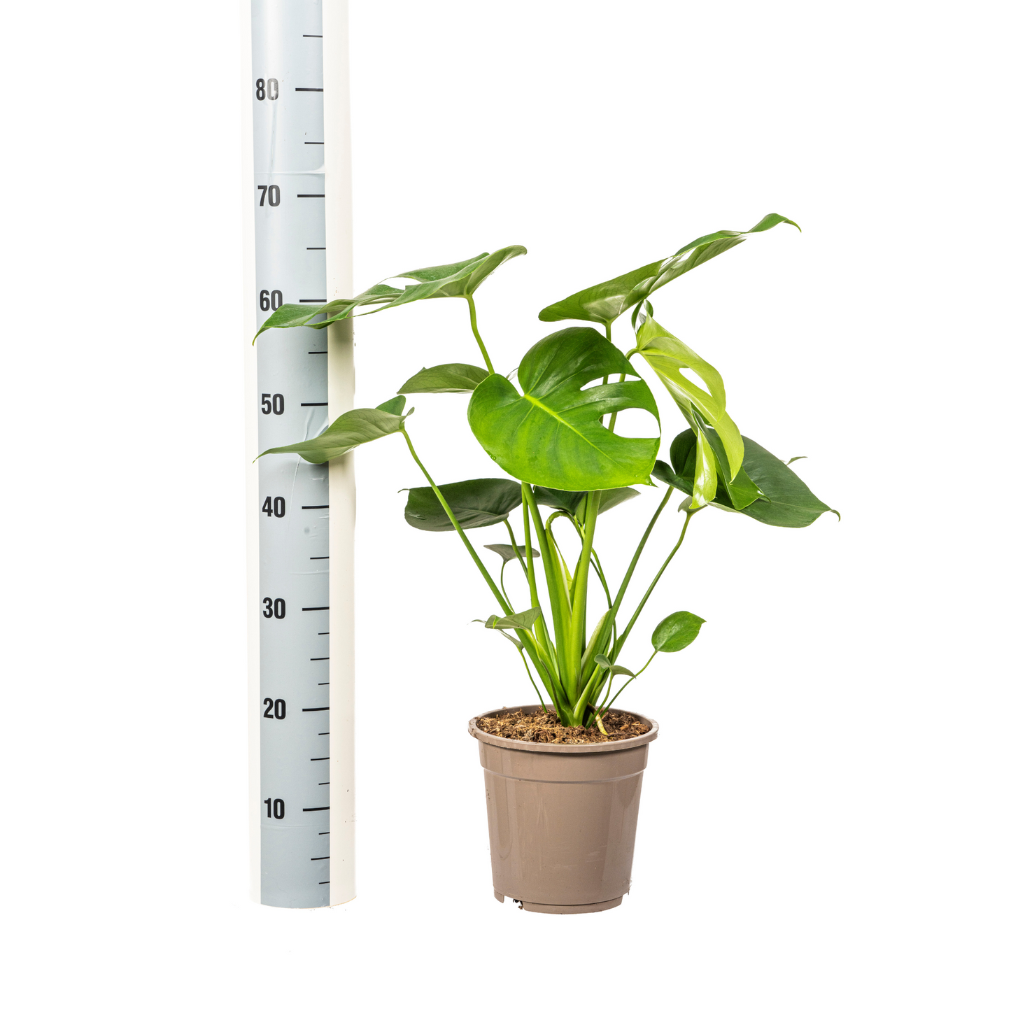 Fensterblatt Monstera Deliciosa Tauerii – Ø19 cm – ca. 70–90 cm hoch – Zimmerpflanze mit großen, herzförmigen Blättern – Für Wohnzimmer & Büro