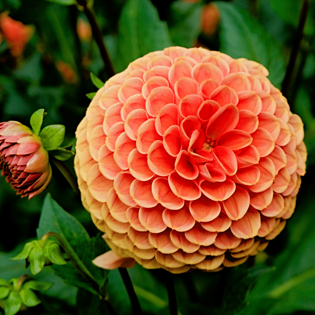 Blumenzwiebel - Mix Pompon Splash - 12 Dahlien Little Robert & 12 Dahlien Ralphie Knollen für 4 m²