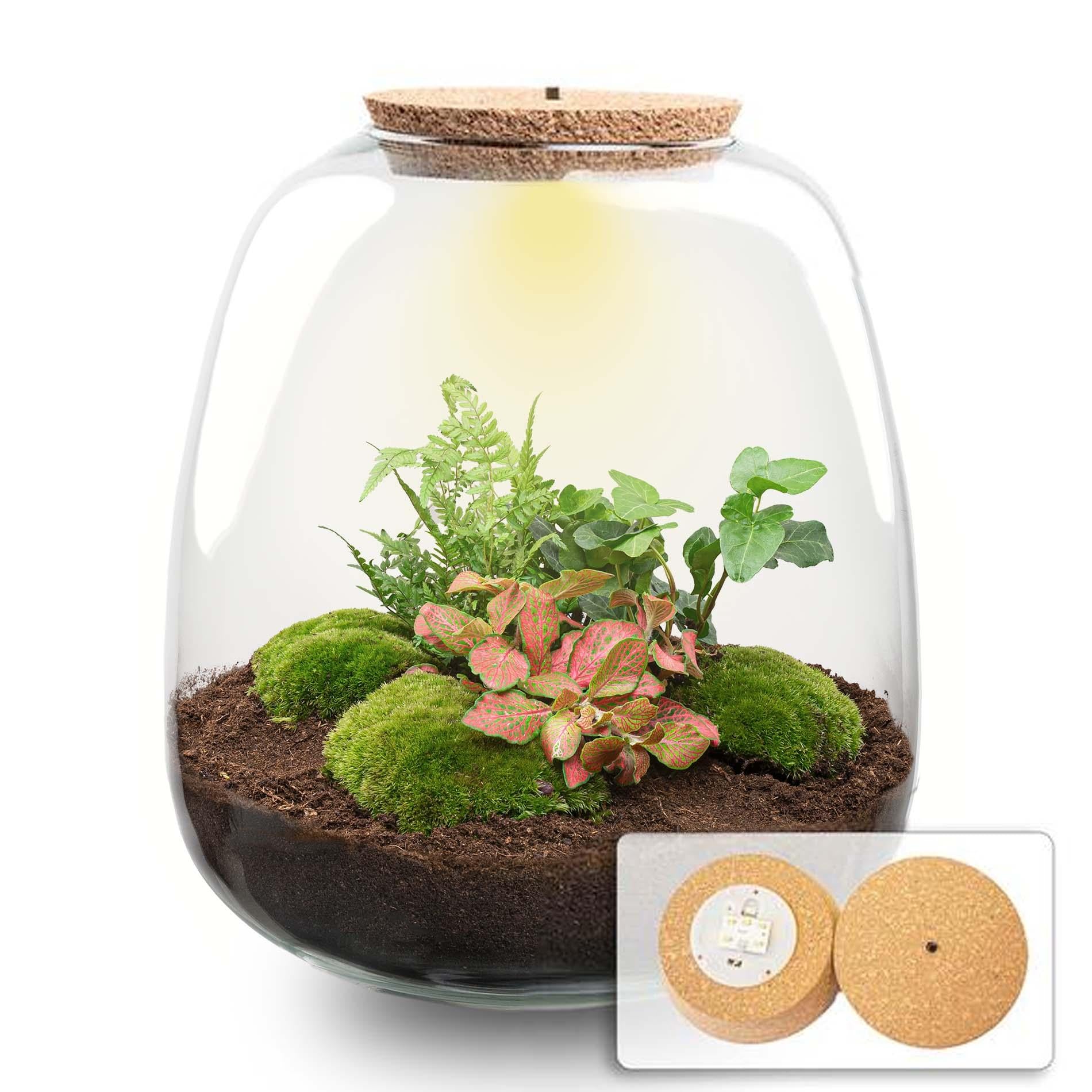 Flaschengarten „Emma“ – Bausatz mit LED-Korkdeckel – Ø23cm ↕25cm – DIY Pflanzenterrarium mit Efeu, Farn & Fittonia Ruby Lime – Selbstversorgendes Mini-Ökosystem aus Glas