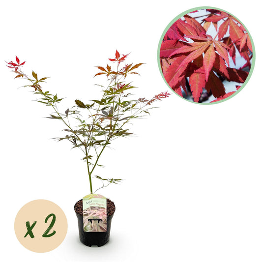 Japanischer Ahorn – Acer palmatum 'Sumi-nagashi' – 2 Pflanzen – je ca. 70 cm hoch – Topf Ø19 cm – tiefviolettes Laub mit Glanz – Balkon- & Gartenpflanze