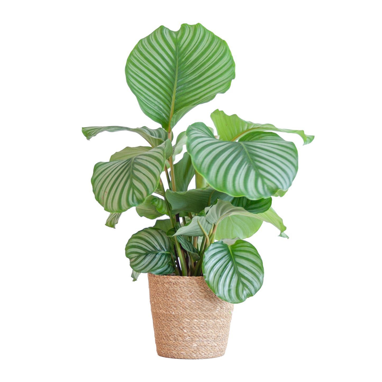 Korbmarante - Calathea Orbifolia mit Korb Sofia Natur - Zimmerpflanze - 65cm - Ø21cm