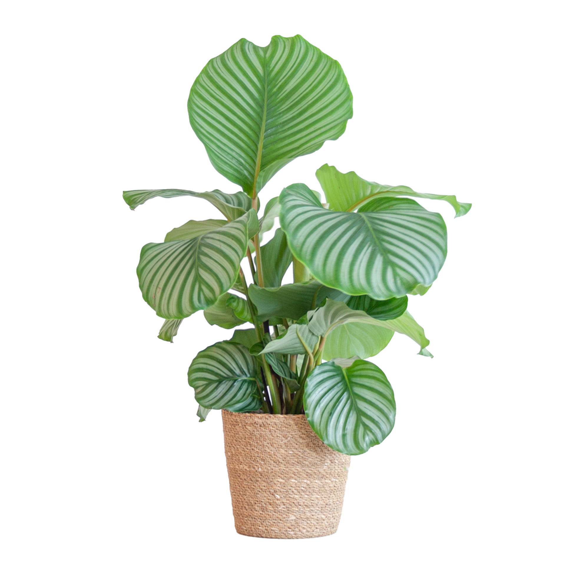 Korbmarante Calathea Orbifolia – Zimmerpflanze – 65cm hoch – Ø21cm – inkl. Natur-Korb Sofia aus Seegras – Luftreinigend & dekorativ
