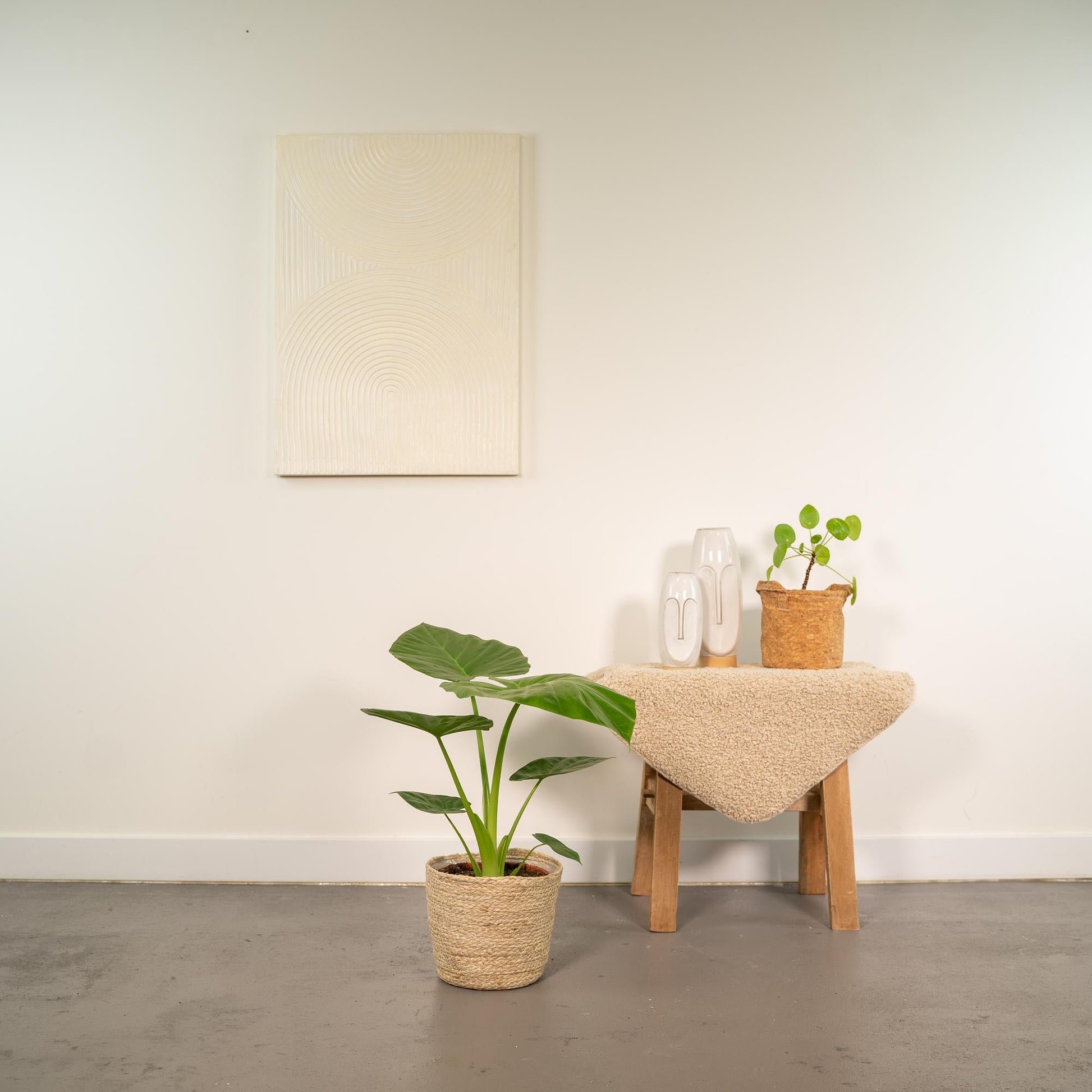 Pfeilblatt - Alocasia Macrorrhiza - Zimmerpflanze - Ø19cm - ↕70cm + Korb Selin