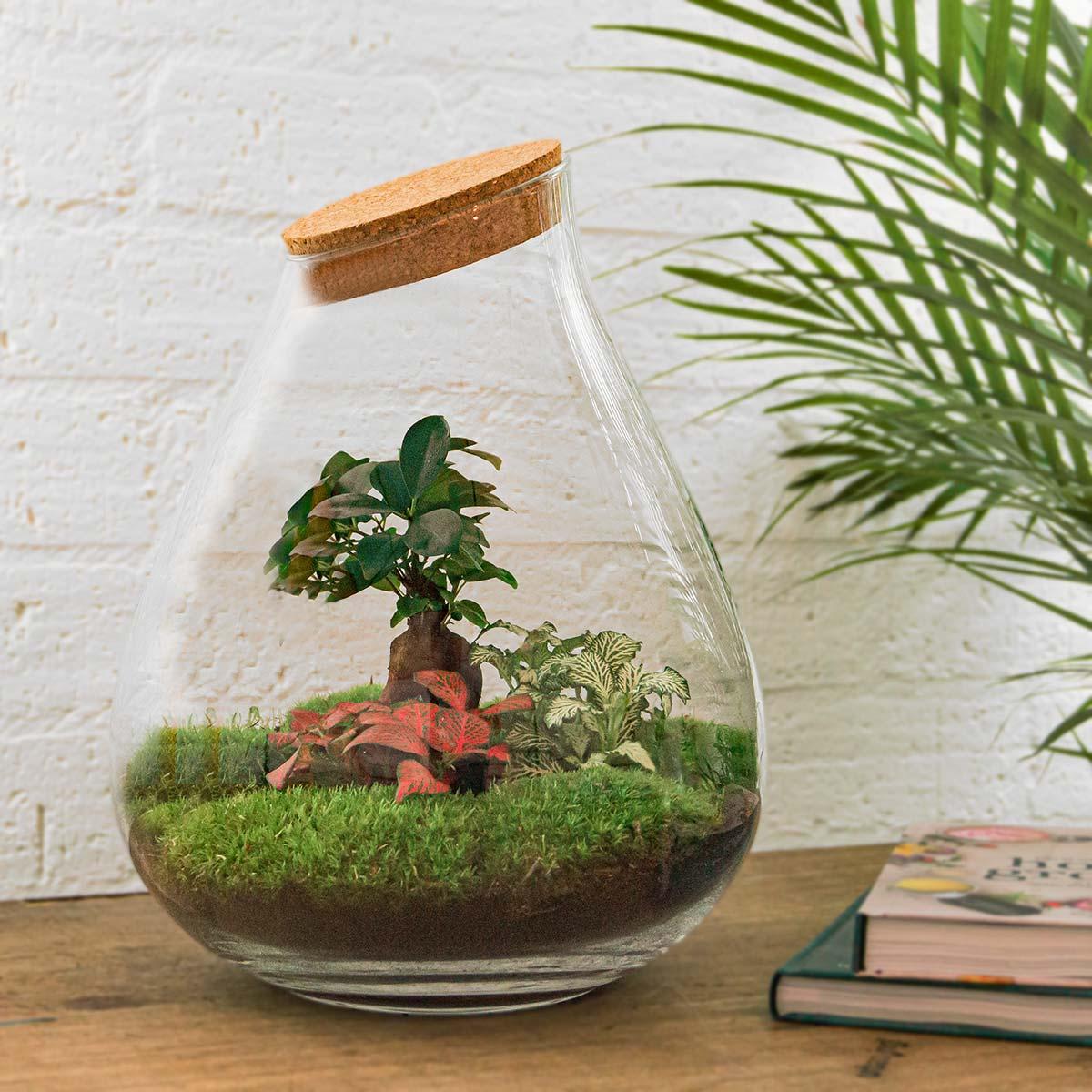 Flaschengarten - DIY Bausatz - Terrarium - Drop XL - ↕37cm