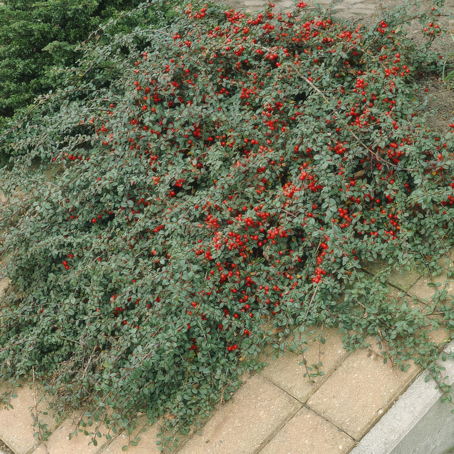 Cotoneaster dammeri 'Major' – Winterharter Bodendecker – 24 Pflanzen – ↕25cm – Ø9cm – Flachwachsend & pflegeleicht