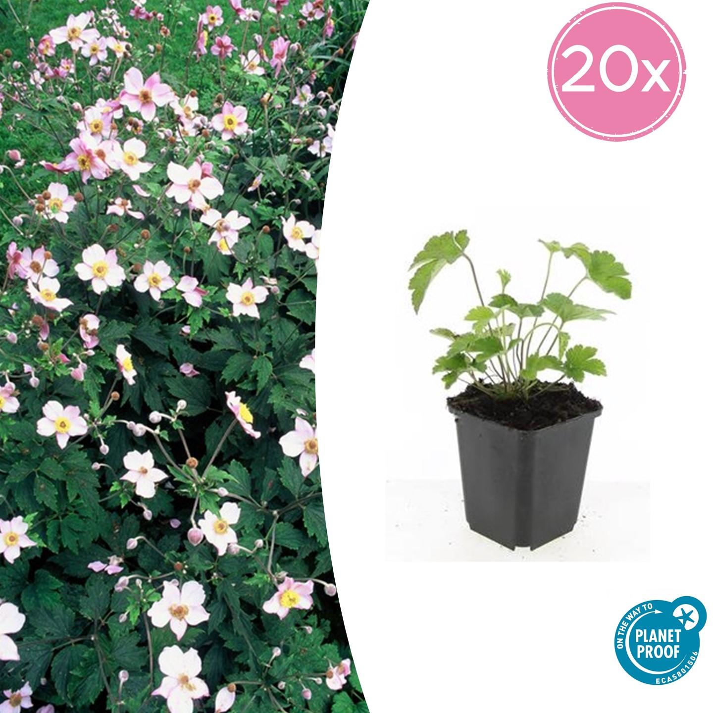 Filzige Herbst-Anemone – Anemone tom. 'Robustissima' – ↕10-25cm – Ø9cm – 20 Pflanzen – Purpurblaue Blüten für Beete & Rabatten – Bienenfreundliche Staude