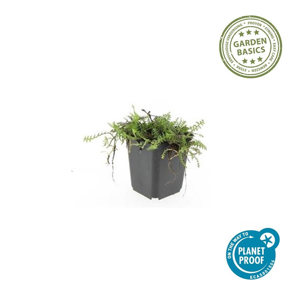 Fiederpolster - Leptinella squalida - ↕10-25cm - Ø9cm - 60 Stück – Immergrüner Bodendecker – Farnartige Blätter – Schattentolerant & Pflegeleicht