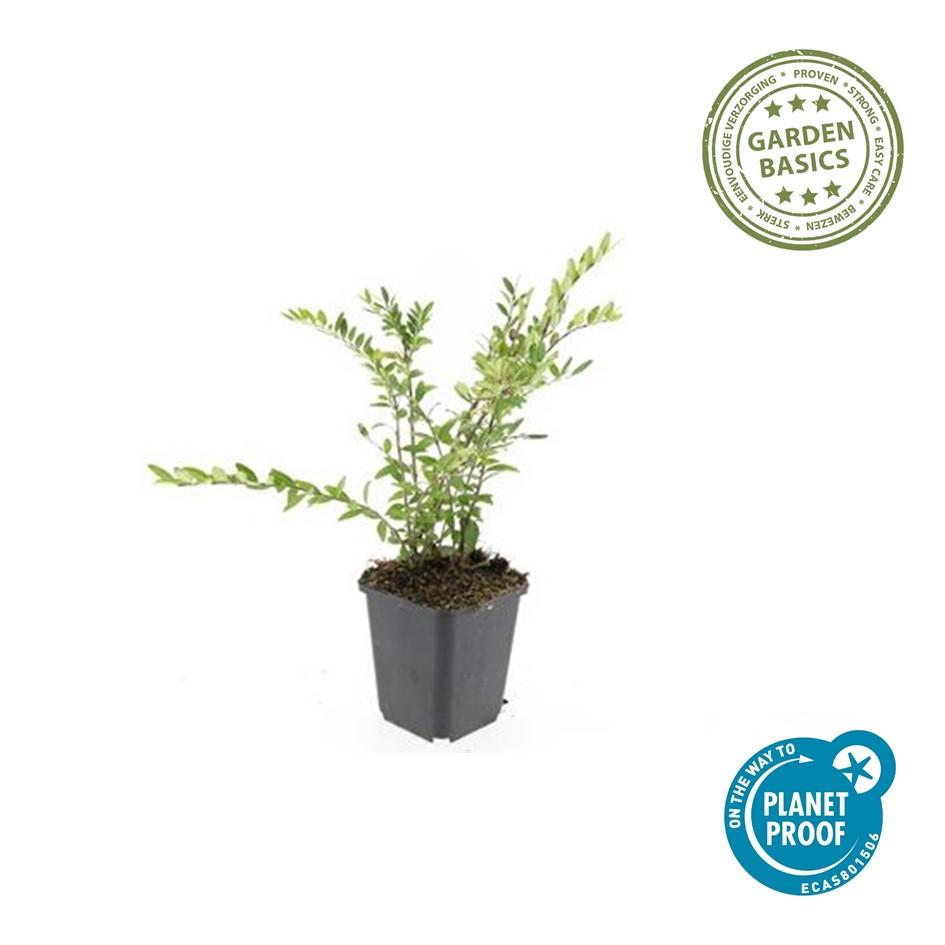 Immergrüne Kriech-Heckenkirsche Lonicera pileata – ↕10-25cm – Ø9cm – 6 Pflanzen – Bodendecker & niedrige Hecke – Pflegeleicht & Winterhart – Bienenfreundlich