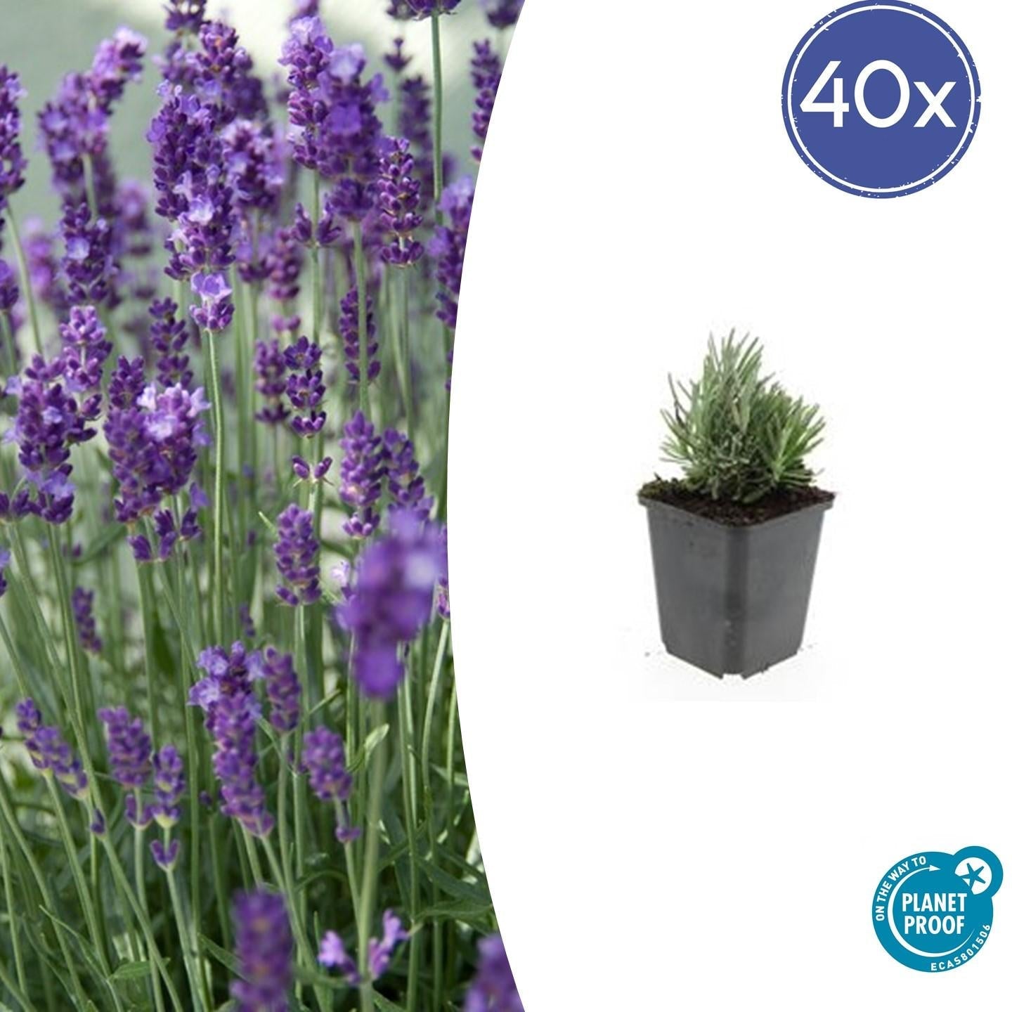 Lavendel Lavandula angustifolia 'Dwarf Blue' – ↕10-25cm – Ø9cm – 40 Pflanzen – Zwerg-Lavendel, Duftend, Bienenfreundlich, Winterhart, Pflegeleicht