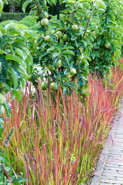 Japanisches Blutgras Imperata cylindrica 'Red Baron' – ↕10-25cm – Ø9cm – 60 Pflanzen – Ziergras, Rote Blattspitzen, Winterhart, Pflegeleicht, Beet & Kübel
