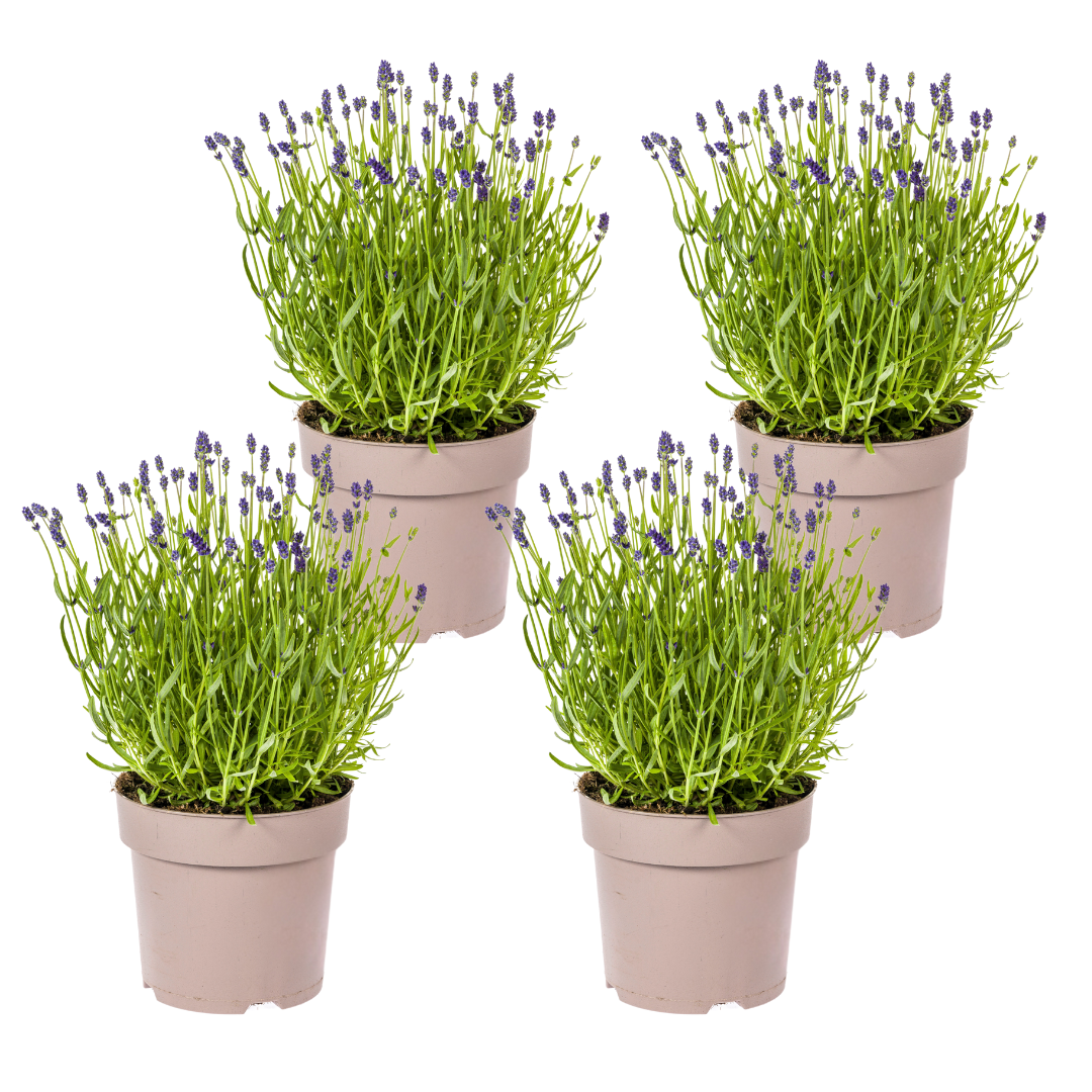 Echter Lavendel – Lavandula angustifolia – Ø19cm – ↕40–50cm – 4 Pflanzen – Duftende Gartenpflanze im Topf – Bienenfreundlich & winterhart – Für Beet, Balkon & Terrasse