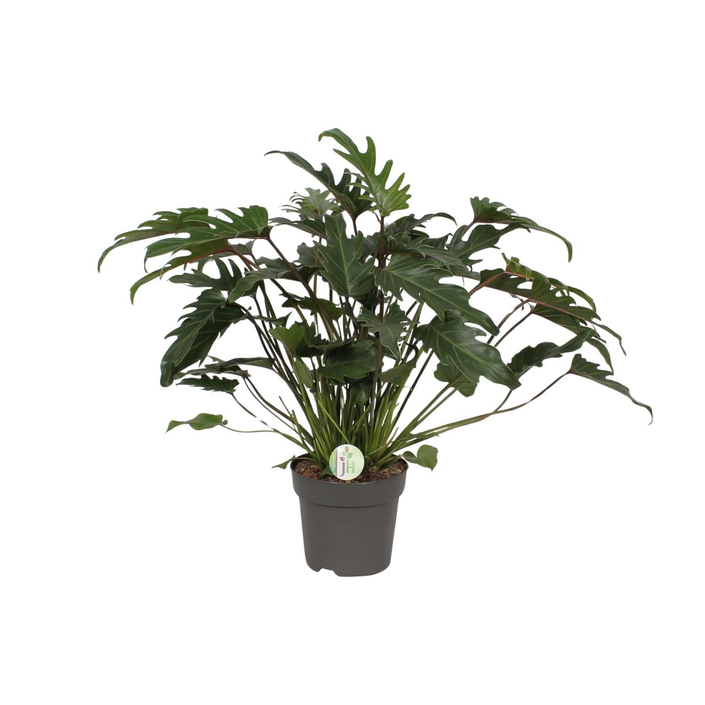 Baumfreund - Philodendron Xanadu - Zimmerpflanze - Ø21cm - ↕65cm