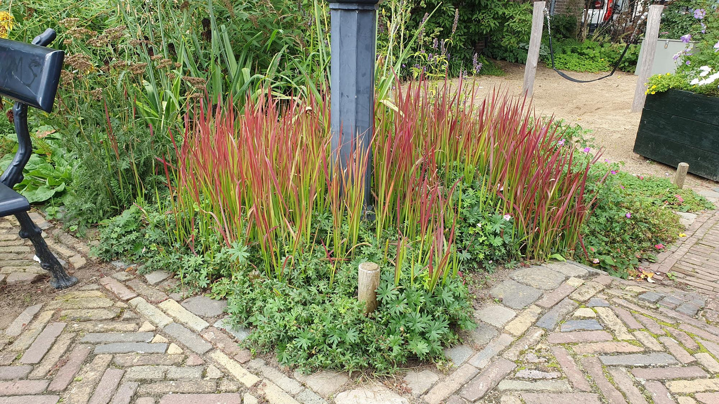 Japanisches Blutgras - Imperata cylindrica 'Red Baron' - ↕10-25cm - Ø9cm - 20 Stück