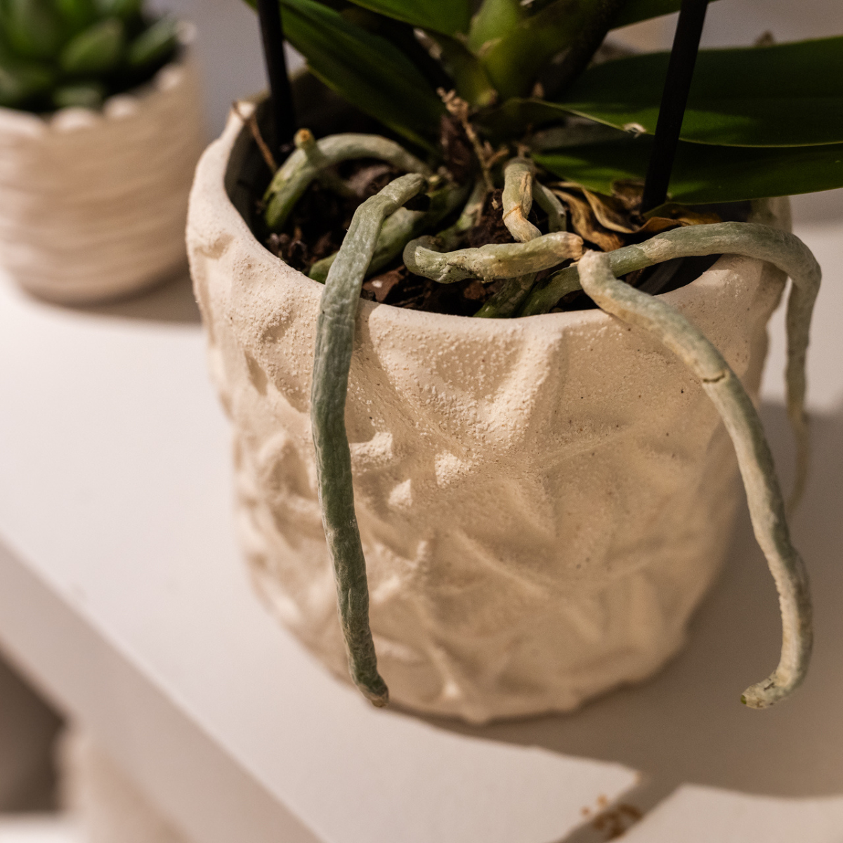 Pflanzenset – Weiße Phalaenopsis Orchidee Lausanne & Sukkulente – Keramik-Ziertöpfe auf weißem Tablett – Zimmerpflanze – Ø9 cm