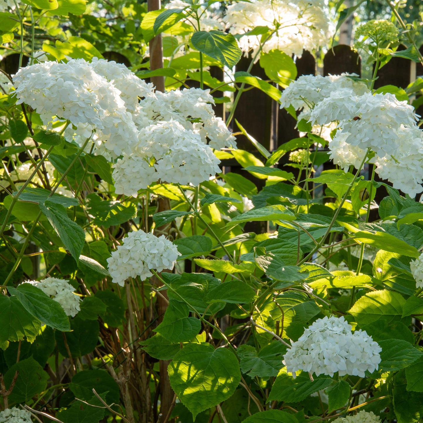 Rispenhortensie - Hydrangea arborescens Annabelle - Blüte Weiß - Große Blüten - Topf 17cm Höhe 50cm