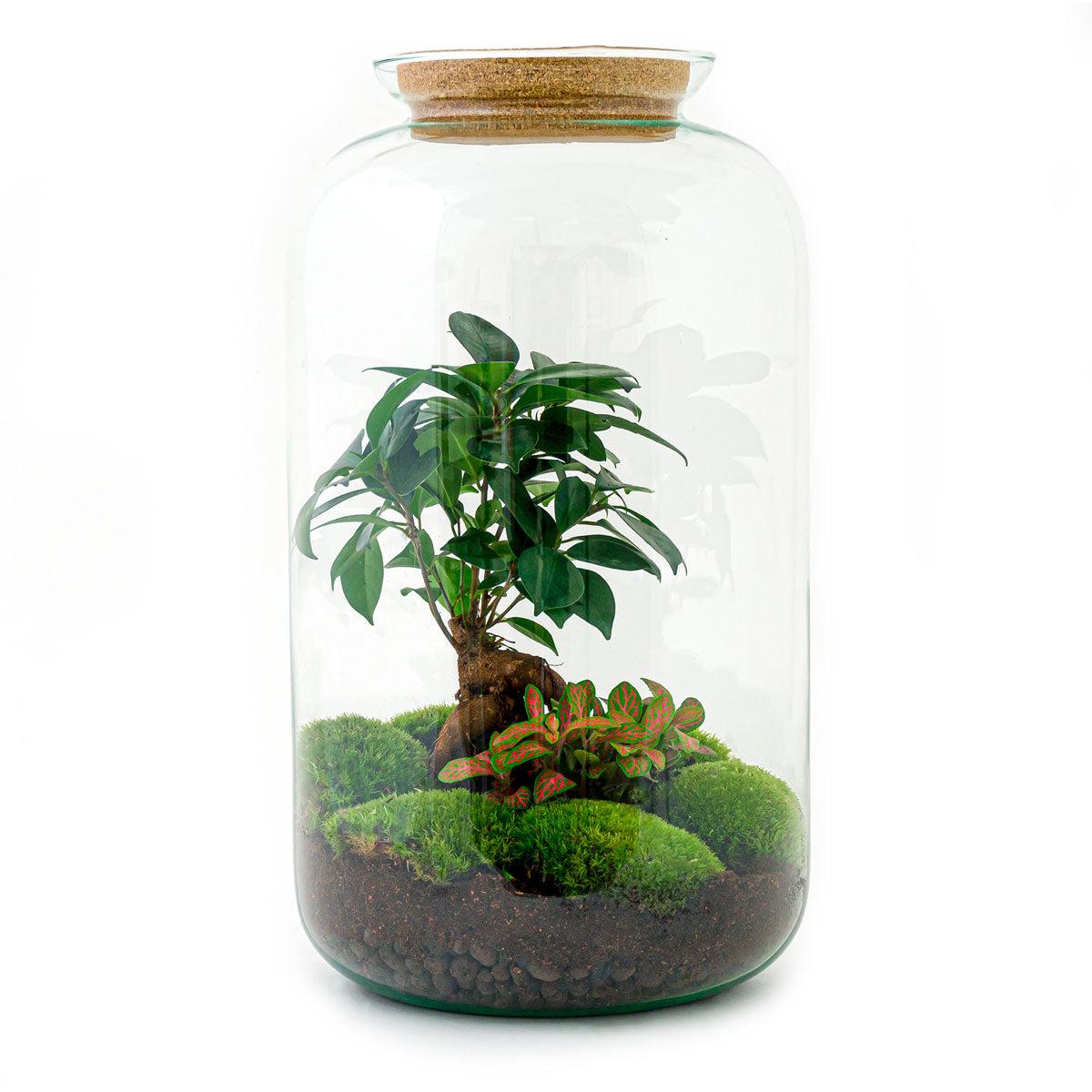 Flaschengarten Sven Bonsai – DIY Bausatz Terrarium – ↕43cm – Do-It-Yourself Pflanzen-Set im Glas mit Korkdeckel – Autarkes Mini-Ökosystem – Inkl. Ficus Ginseng Bonsai, Fittonia & Moos – Für Wohnung & Büro