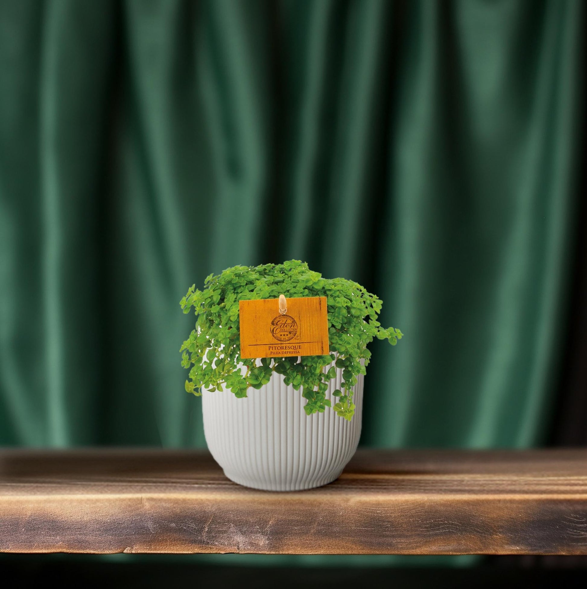 Kanonierblume – Pilea depressa – Ø10,5cm – ↕15cm – Zimmerpflanze – Pflegeleicht & luftreinigend – Kompakte Grünpflanze für Innenräume