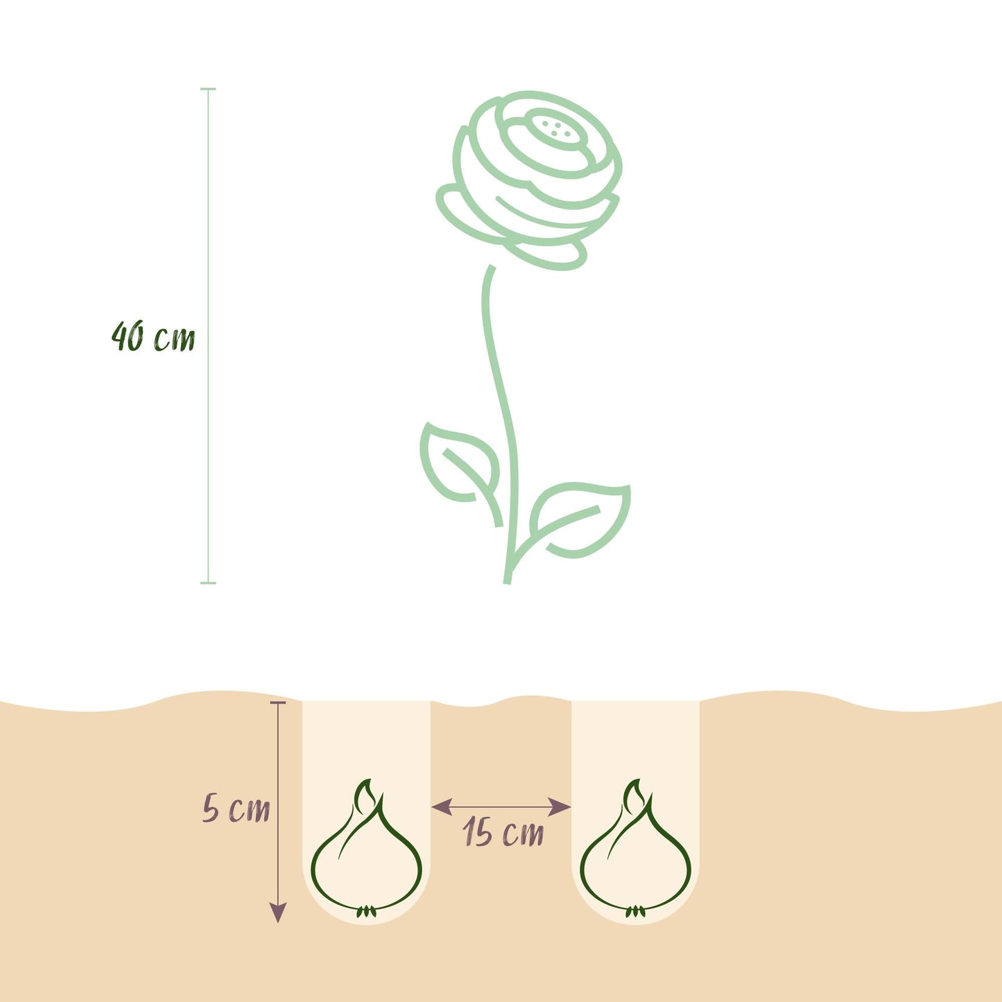 GreenboutiQ - Blumenzwiebeln - Ranunculus Pastel Mix - Verschiedene Farben - 40 Stück - Zwiebelgröße 5/6 - XXL Pack