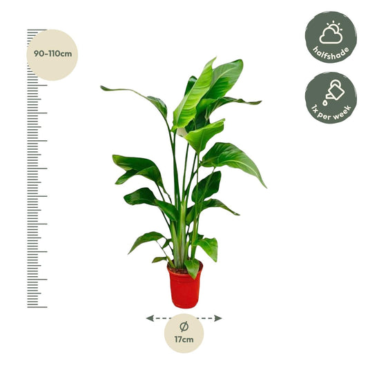 Strelitzia Nicolai – Paradiesvogelblume – Zimmerpflanze 70–90 cm – Ø17 cm – Tropische Grünpflanze für Wohnzimmer & Büro – Exotisch & pflegeleicht